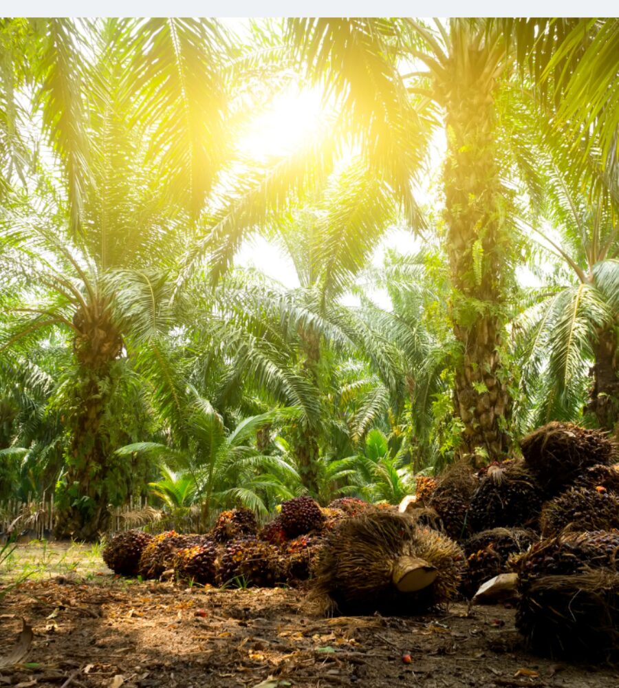 Palmoilforest